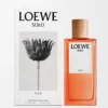 ロエベ ソロ エジャ オードゥ パルファン 100ml