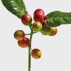 loewe ワイルド・コーヒー EDP 100ml loewe ワイルド・コーヒー EDP 100ml